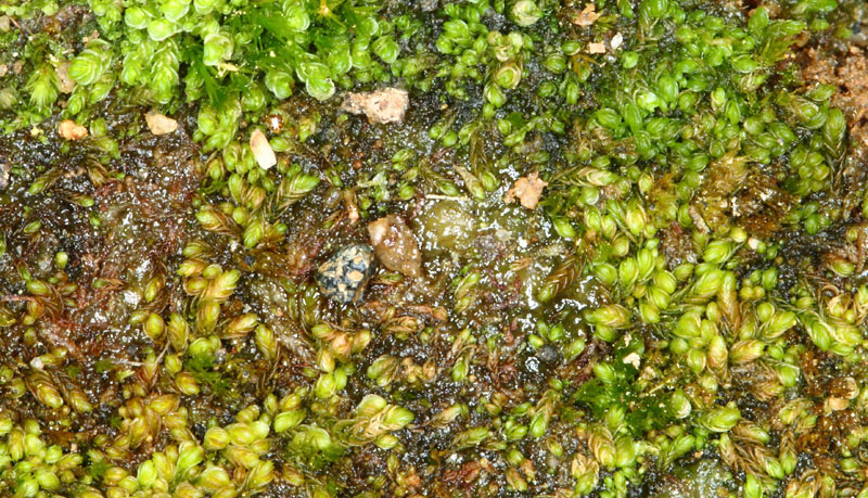 Solenostoma gracillimum